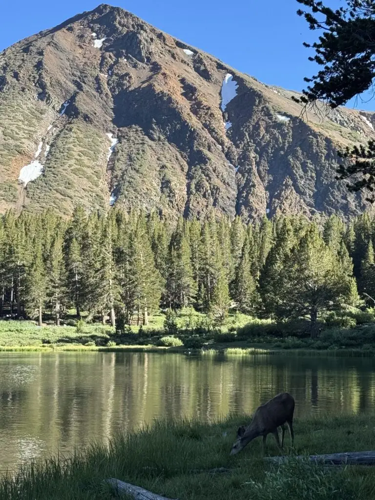Mule deer chilling next to Trumbull lake.
