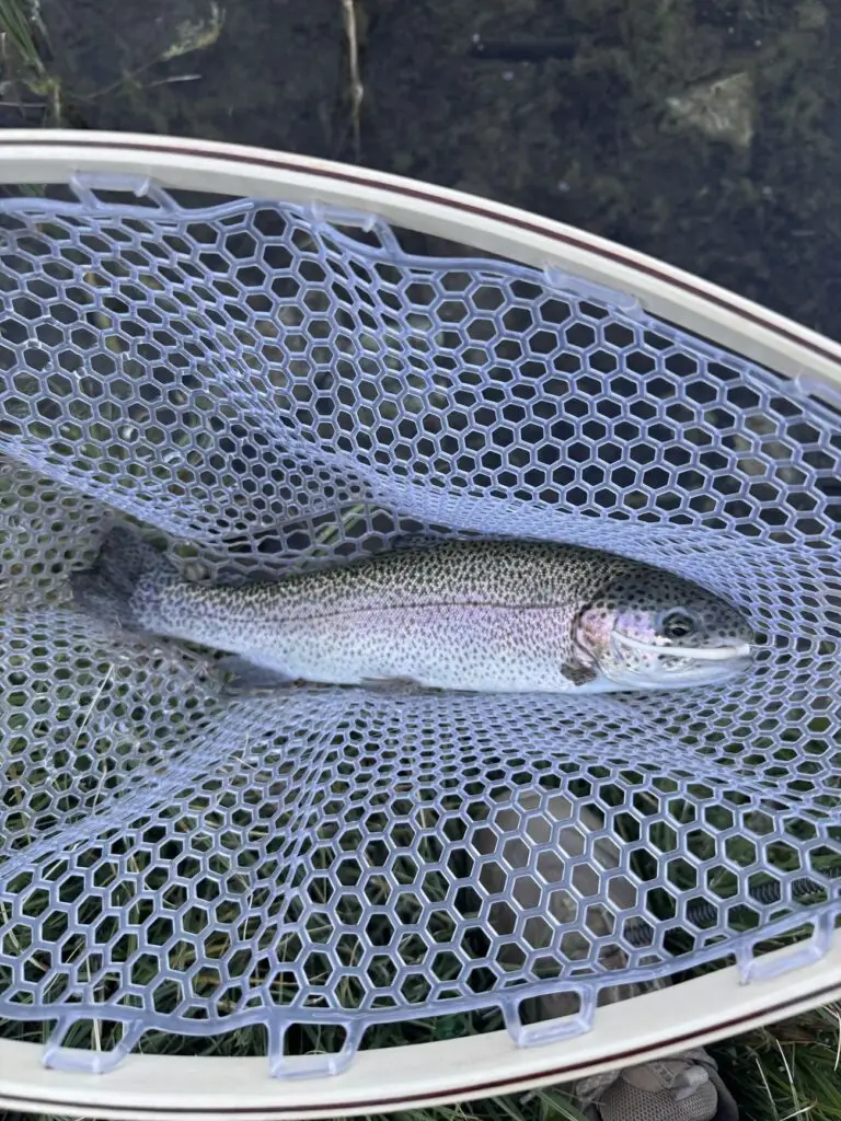 Small rainbow with a micetail on the shore of Trumbull.