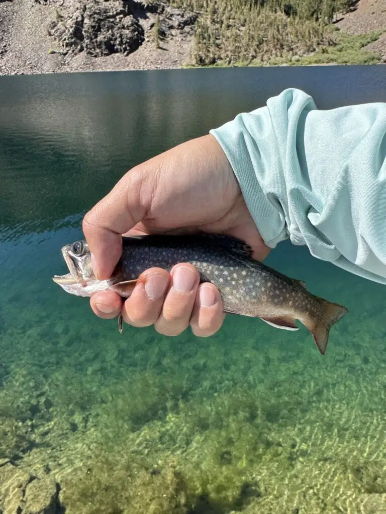 Tiny brook trout in Blue lake.